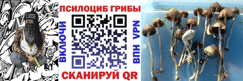 кракен как войти  Медвежьегорск  Псилоцибиновые грибы MAGIC MUSHROOMS 